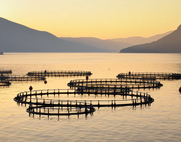 Circular fish farming nets in calm coastal waters at sunset with mountains in the background