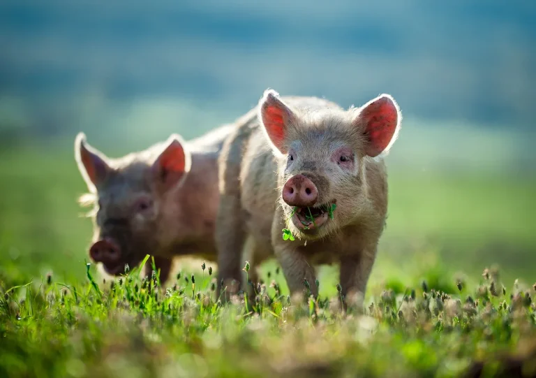 Two young piglets grazing on grass in a green pasture
