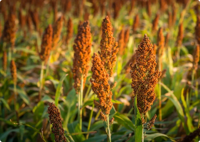 Close-up of mature sorghum grain heads growing in a field
